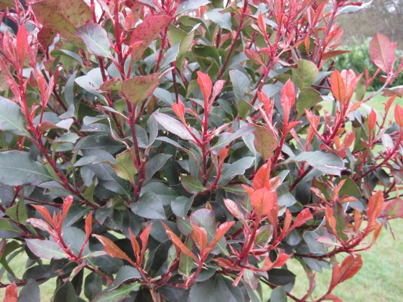 Pair of Antique Planters with Photinia Little Red Robin 5424